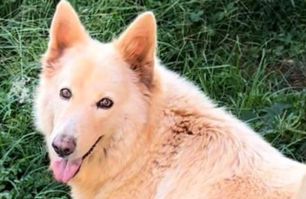 Cachorra pastor suíço desaparece no Setor Sul em Jataí e família oferece recompensa
