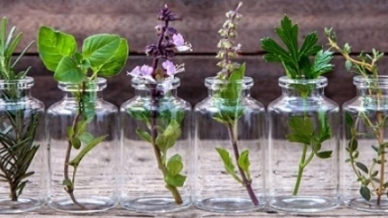 SA Garden Ensina: especialista mostra quais plantas podem ser cultivadas apenas na água