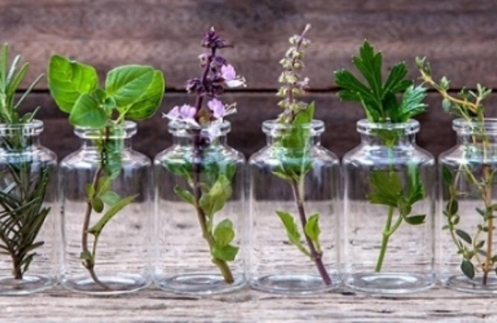 SA Garden Ensina: especialista mostra quais plantas podem ser cultivadas apenas na água