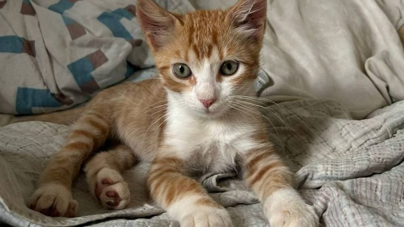 Gato laranja desaparecido em Jataí: família oferece recompensa de R$ 200