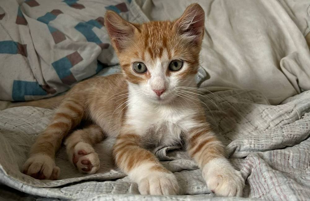 Gato laranja desaparecido em Jataí: família oferece recompensa de R$ 200