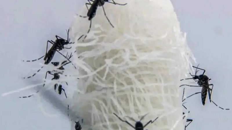 Goiás investiga primeira morte por suspeita de chikungunya em 2026