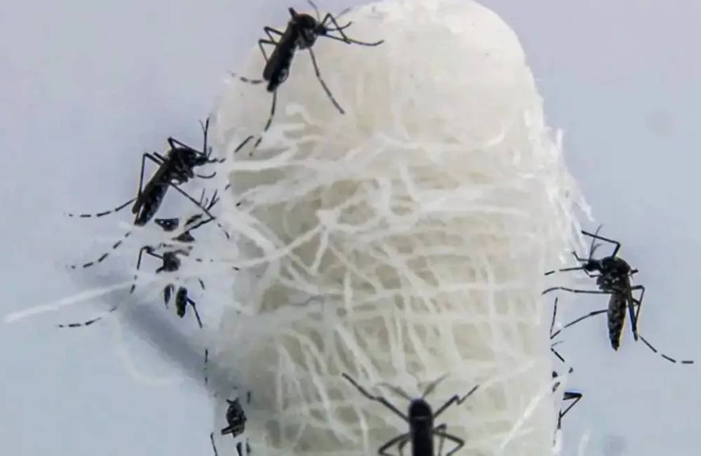 Goiás investiga primeira morte por suspeita de chikungunya em 2026