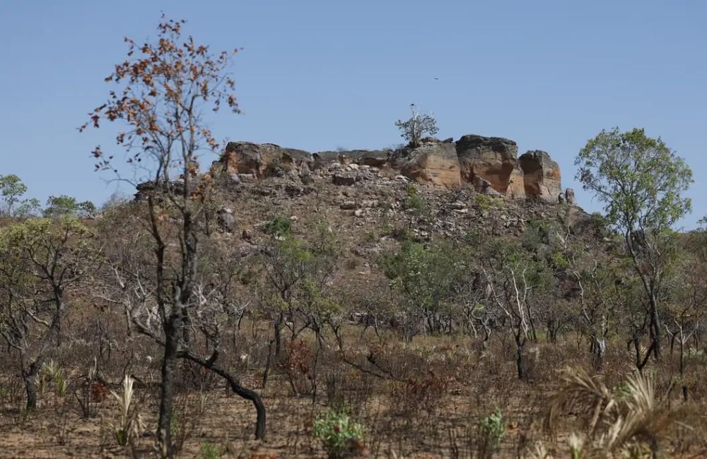 IA expõe áreas abandonadas no Cerrado e alerta para recuperação ambiental