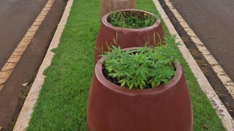 Maconha em canteiro central vira caso de polícia e repercute em Jataí