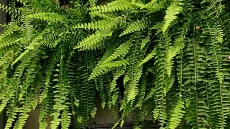 SA Garden Ensina: especialista explica como cuidar de samambaias