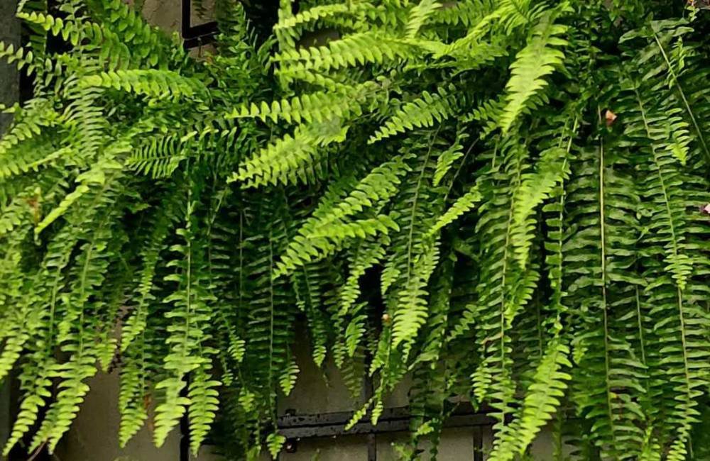 SA Garden Ensina: especialista explica como cuidar de samambaias