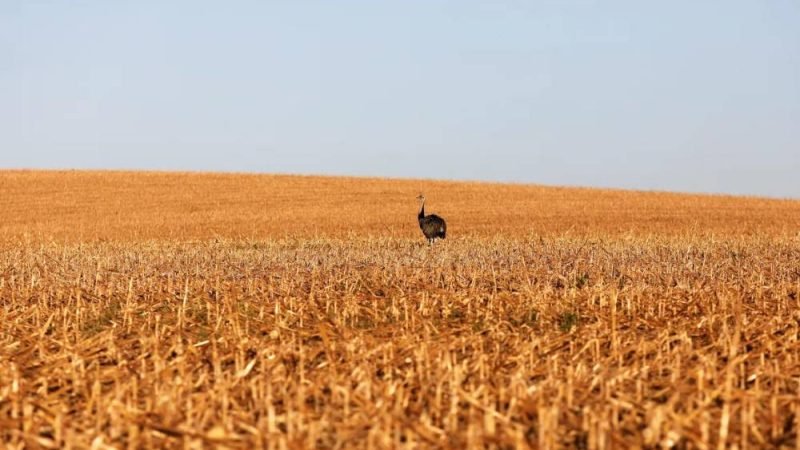 Selic alta trava crédito rural e pressiona Plano Safra em ano eleitoral