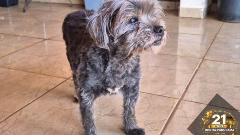 Cachorro desaparecido: Cadu sumiu no bairro Santa Lúcia e família oferece recompensa