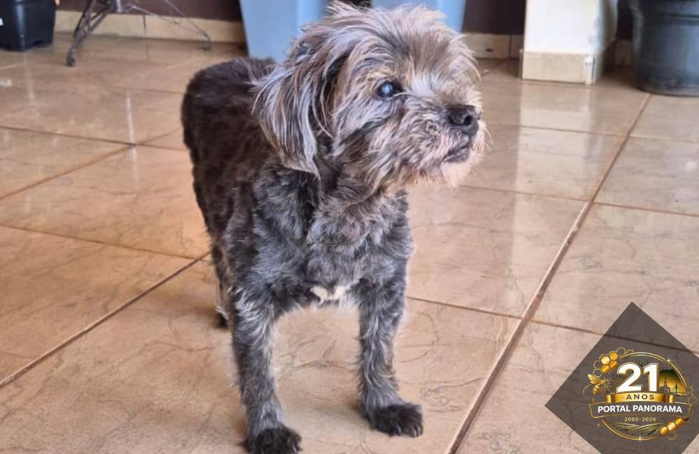 Cachorro desaparecido: Cadu sumiu no bairro Santa Lúcia e família oferece recompensa