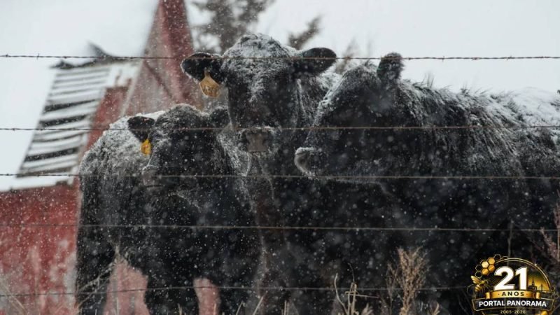 Abate em massa na Rússia e surto na China acendem alerta global sobre febre aftosa