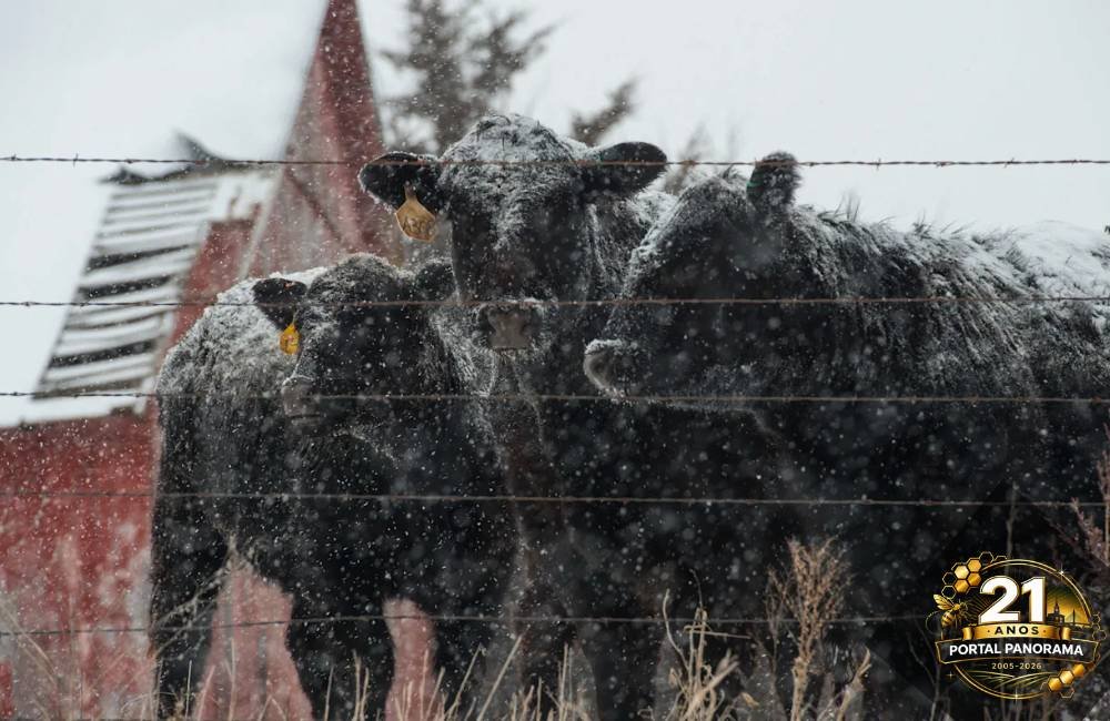 Abate em massa na Rússia e surto na China acendem alerta global sobre febre aftosa