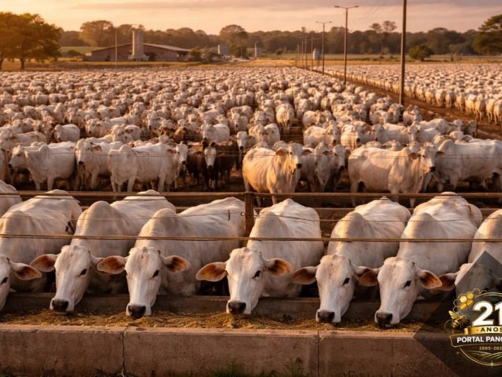 Boi China dispara a R$360 e lidera alta no agro em Jataí