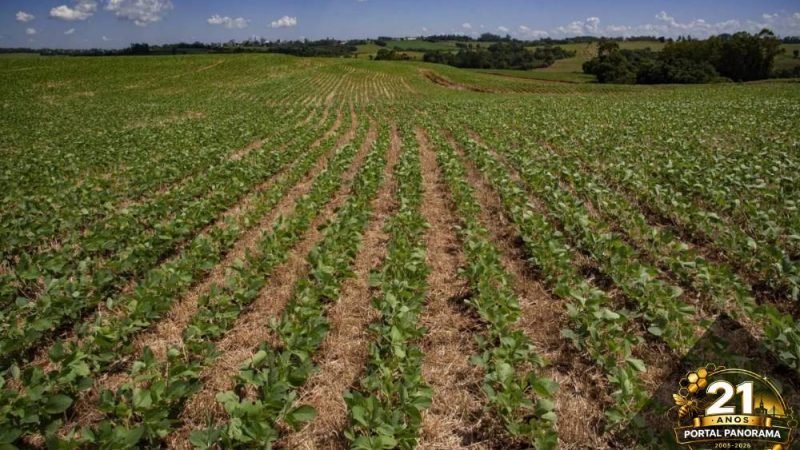 CNA alerta produtores sobre calendário de semeadura e vazio sanitário da soja 2026/27