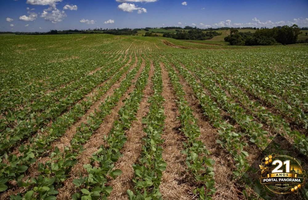 CNA alerta produtores sobre calendário de semeadura e vazio sanitário da soja 2026/27