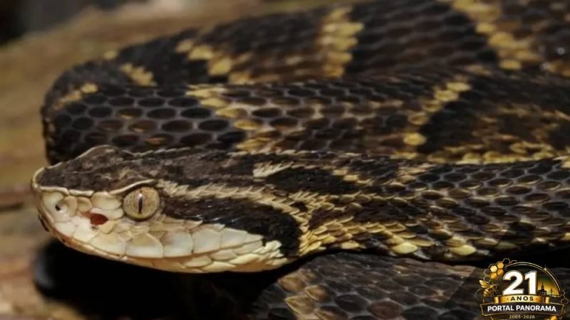 Goiás registra 4 mortes e mais de 500 acidentes com cobras em 4 meses e alerta autoridades de saúde