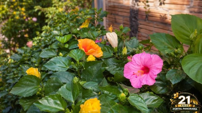 Hibisco transforma jardins com cores vibrantes e fácil manutenção