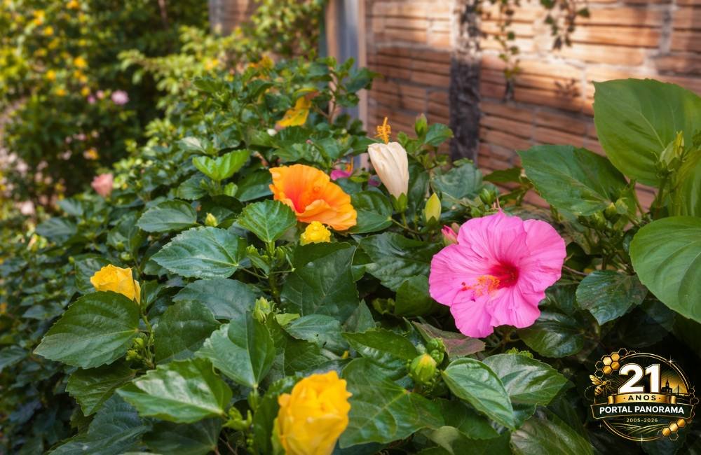 Hibisco transforma jardins com cores vibrantes e fácil manutenção