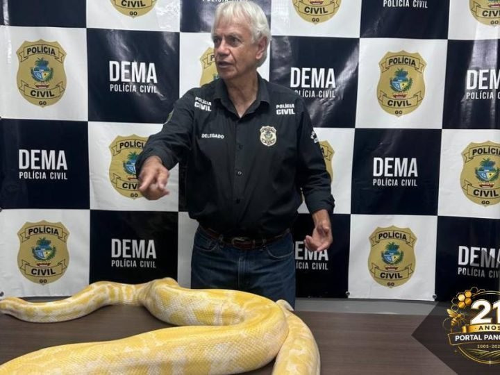 Polícia Civil apreende cobra exótica de quase 5 metros em Goiás