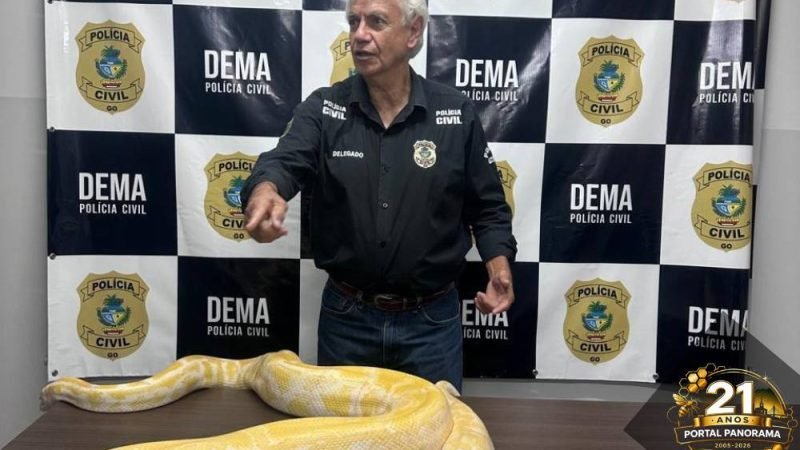 Polícia Civil apreende cobra exótica de quase 5 metros em Goiás