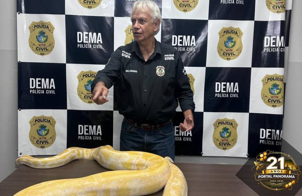 Polícia Civil apreende cobra exótica de quase 5 metros em Goiás