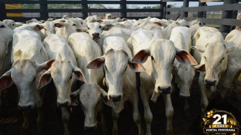 Queda nas pastagens pressiona mercado e arroba do boi pode cair abaixo de R$ 350 em maio
