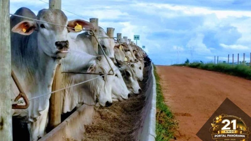 Soja atinge R$110 no spot e boi gordo recua nesta sexta