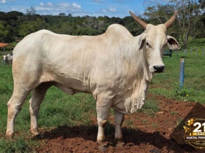 Bovinocultura em Goiás deve movimentar R$ 23,7 bilhões em 2026