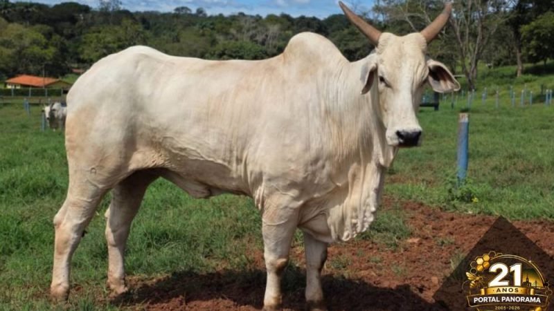 Bovinocultura em Goiás deve movimentar R$ 23,7 bilhões em 2026