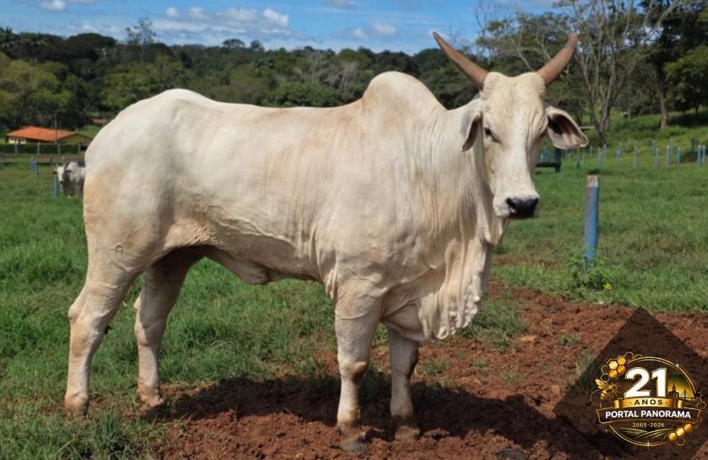 Bovinocultura em Goiás deve movimentar R$ 23,7 bilhões em 2026