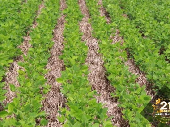 Braquiária aumenta produtividade da soja em até 15% e reforça manejo sustentável no campo