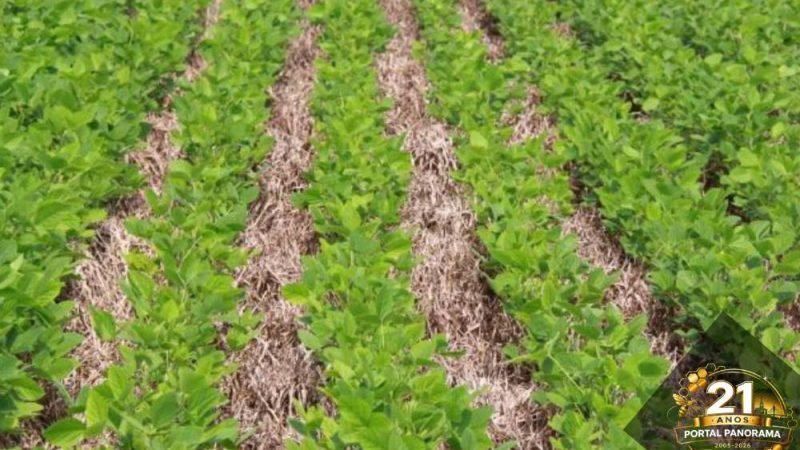 Braquiária aumenta produtividade da soja em até 15% e reforça manejo sustentável no campo