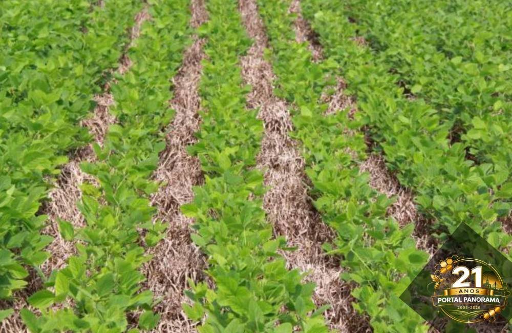 Braquiária aumenta produtividade da soja em até 15% e reforça manejo sustentável no campo