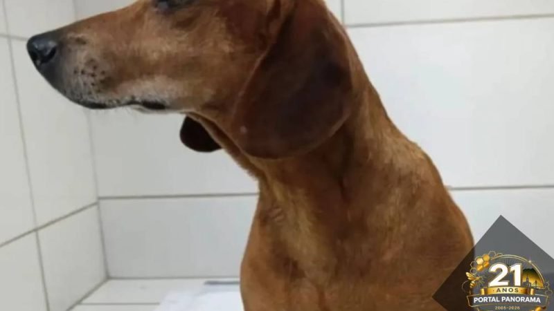 Mulher é indiciada por maus-tratos após jogar líquido quente em cão em Goiás