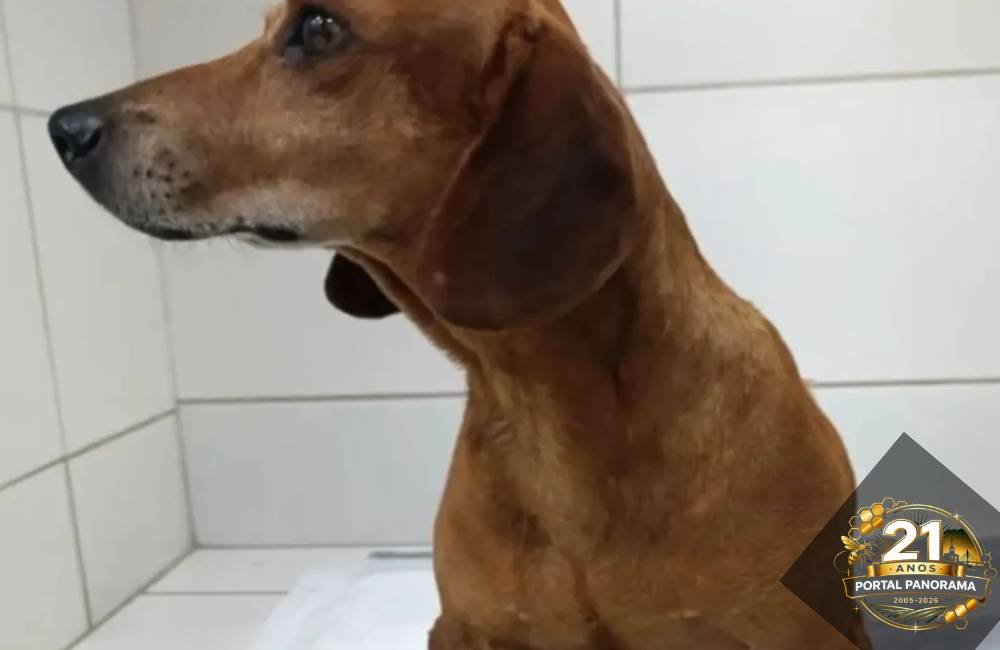 Cão Jhonny com queimaduras graves após ataque com líquido quente em Goiânia