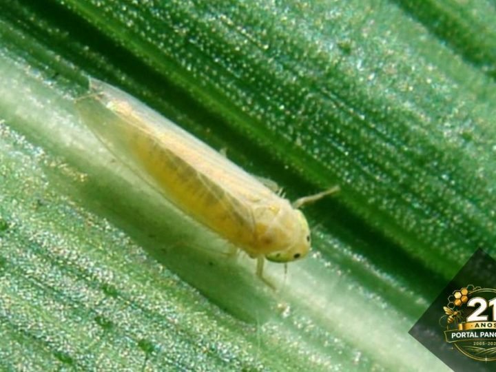 Praga do milho provoca prejuízo de R$ 33,6 bilhões por ano