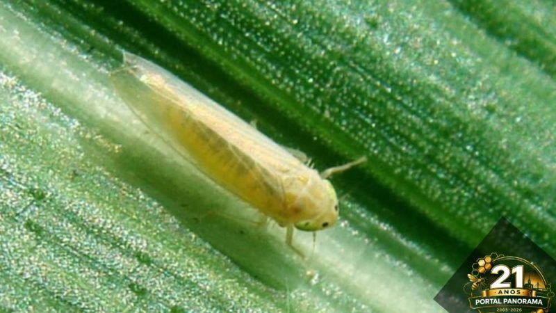 Praga do milho provoca prejuízo de R$ 33,6 bilhões por ano