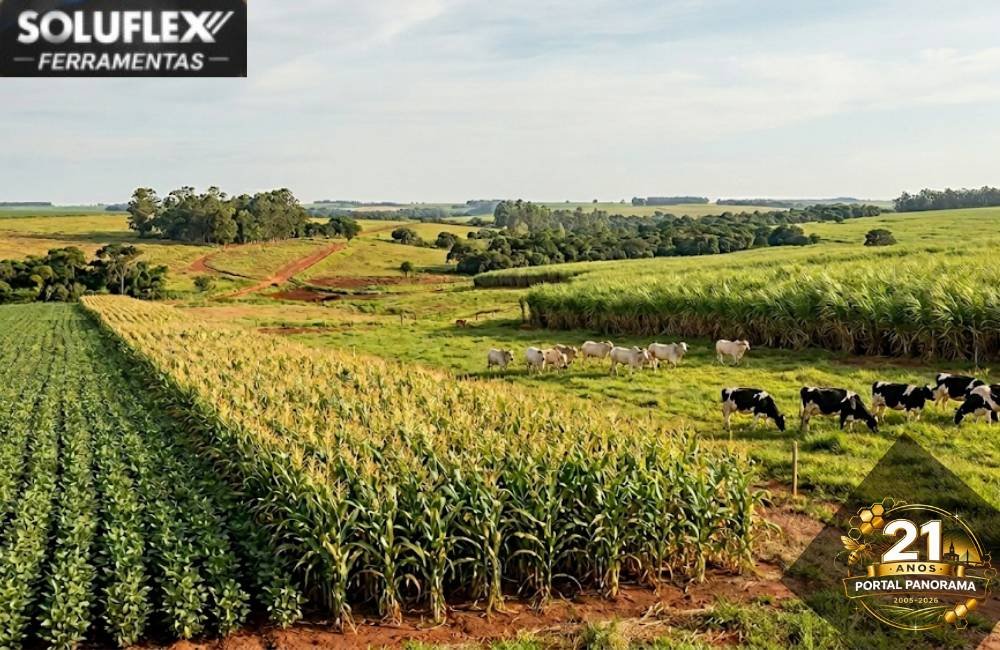 Cotações do Agro: Confira os preços desta quinta-feira