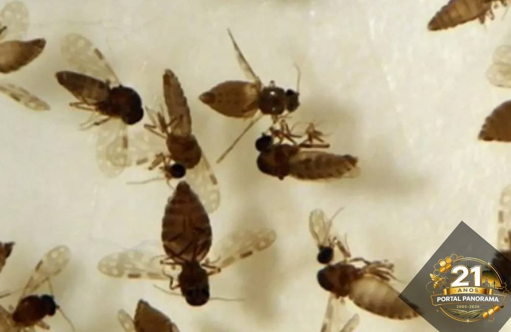 Goiás confirma primeiro caso de Febre Oropouche