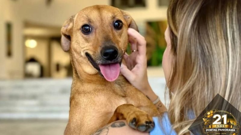 Senado aprova guarda compartilhada de pets em divórcios e define regras de convivência e despesas