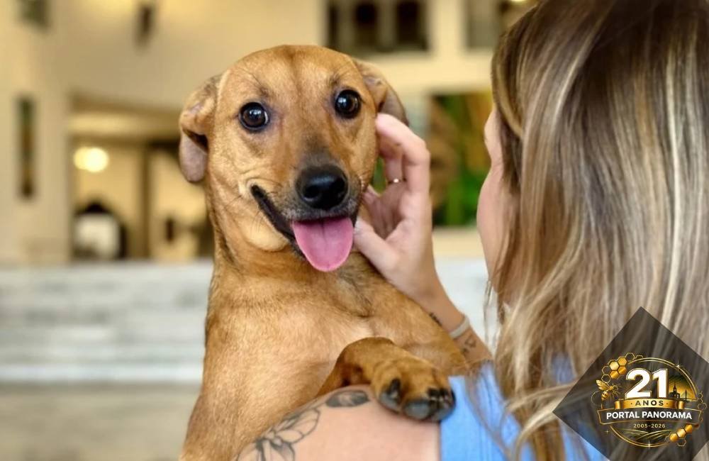 Guarda compartilhada de pets em caso de divórcio aprovada pelo Senado