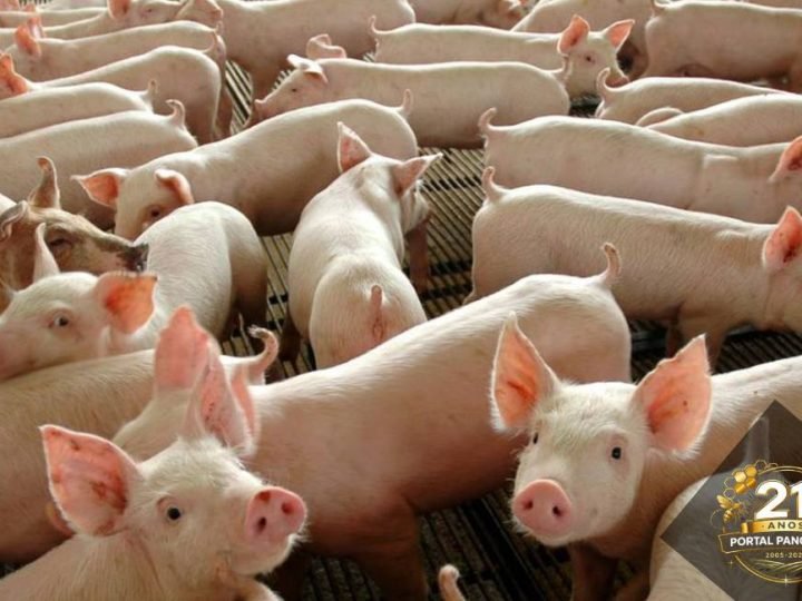 Produção de carne suína no Brasil supera 5,5 milhões de toneladas e reforça força do setor