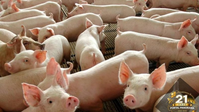 Produção de carne suína no Brasil supera 5,5 milhões de toneladas e reforça força do setor