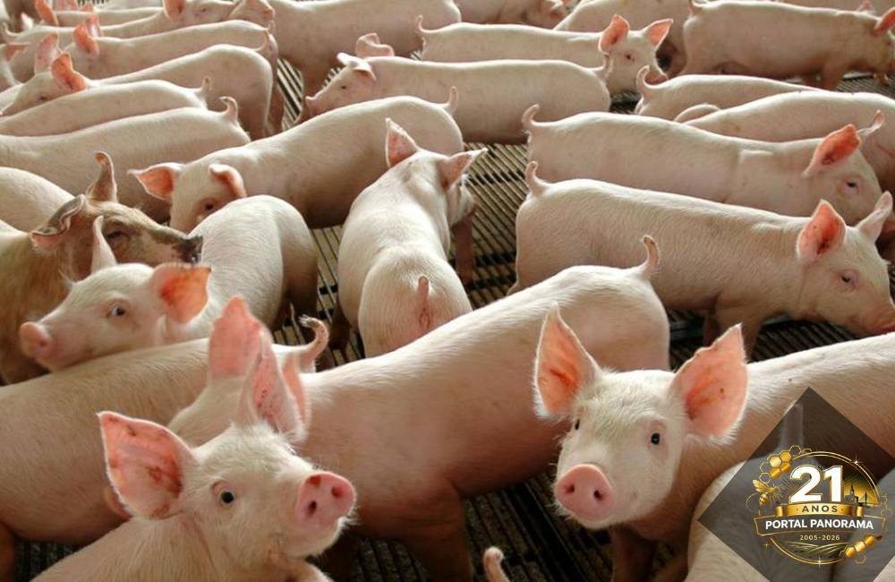 Produção de carne suína no Brasil supera 5,5 milhões de toneladas e reforça força do setor