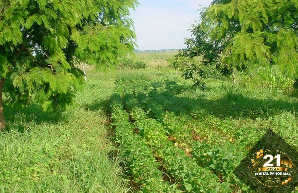 Sistema agroflorestal produz alimentos e dobra o carbono estocado no solo do Cerrado
