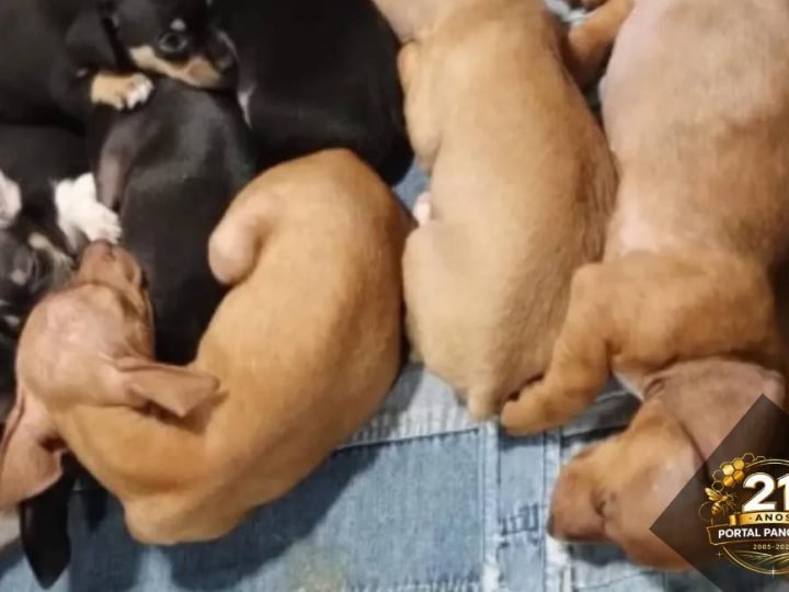 Venda ilegal de mais de 100 animais é identificada pela polícia na Feira da Lua, em Goiás