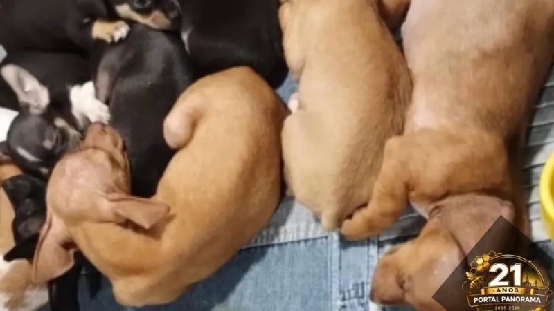 Venda ilegal de mais de 100 animais é identificada pela polícia na Feira da Lua, em Goiás