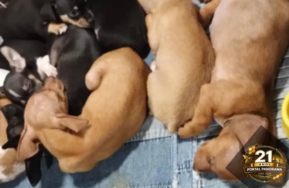 Animais sendo vendidos ilegalmente na Feira da Lua em Goiânia durante operação da Polícia Civil