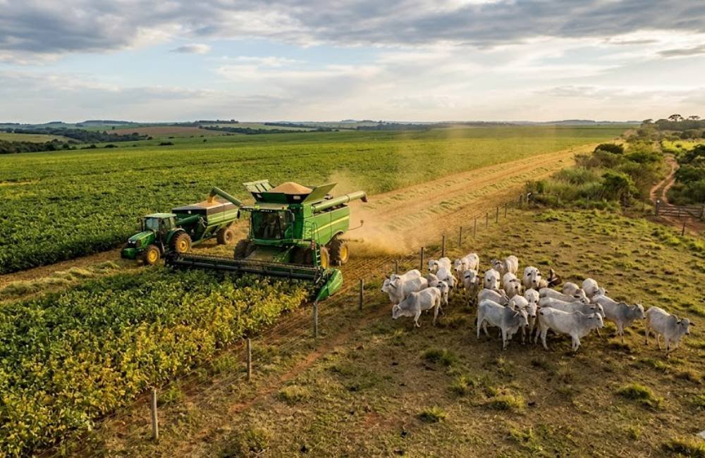 Agro de Jataí registra oscilações com soja firme e pecuária pressionada nesta quarta