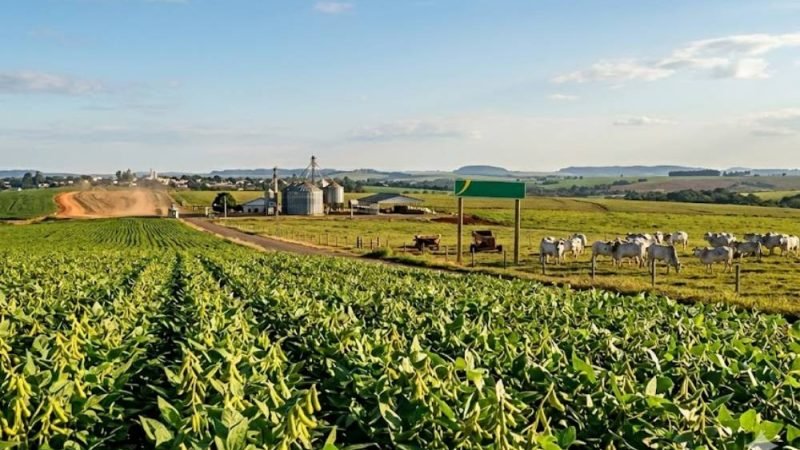 Agro em Jataí mostra ajustes com soja firme e pecuária em queda nesta quarta